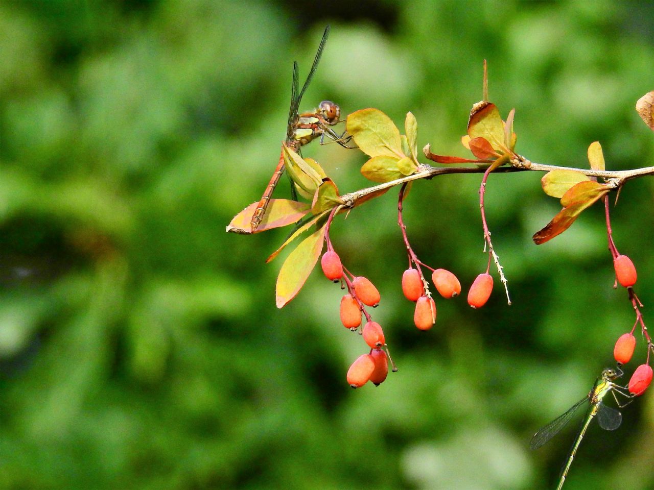 Sympetrum striolatum, maschio