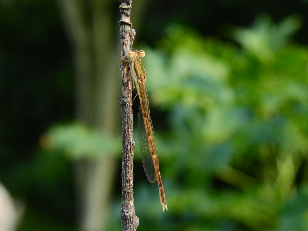 Sympecma fusca, giovane femmina