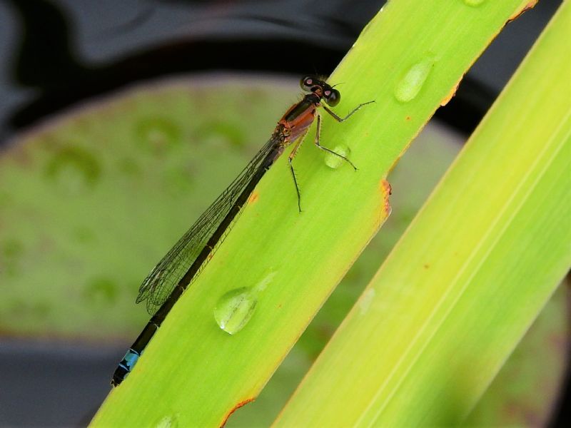 Ischnura elegans (f. rufescens), giovane femmina