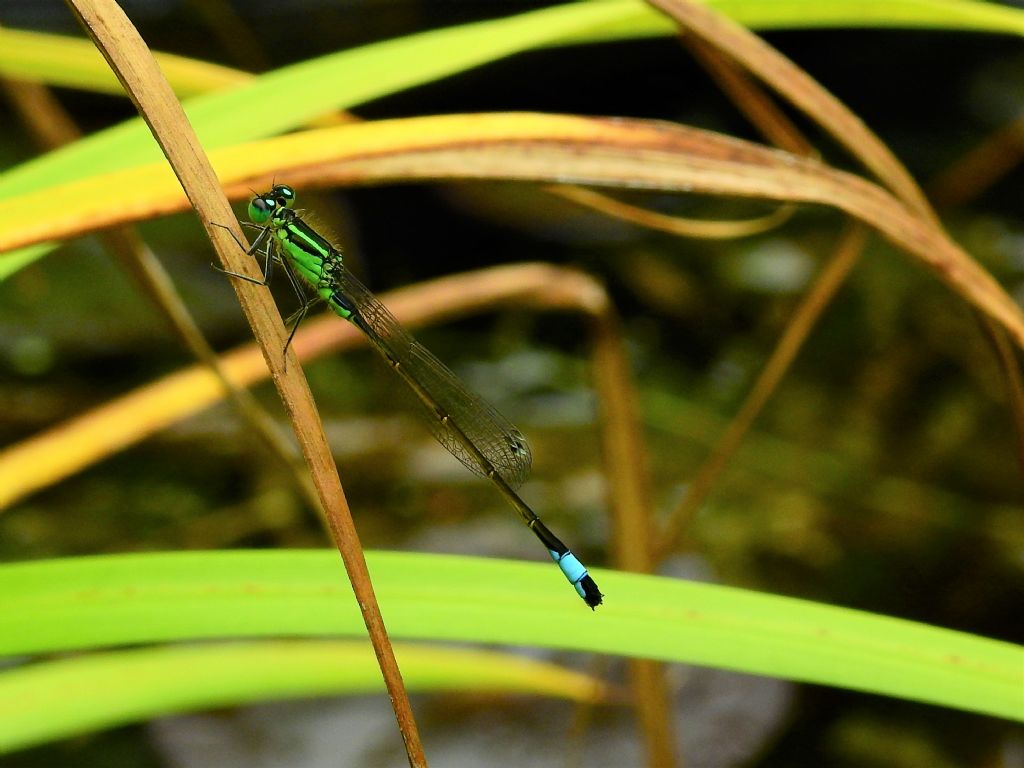 Ischnura elegans, maschio