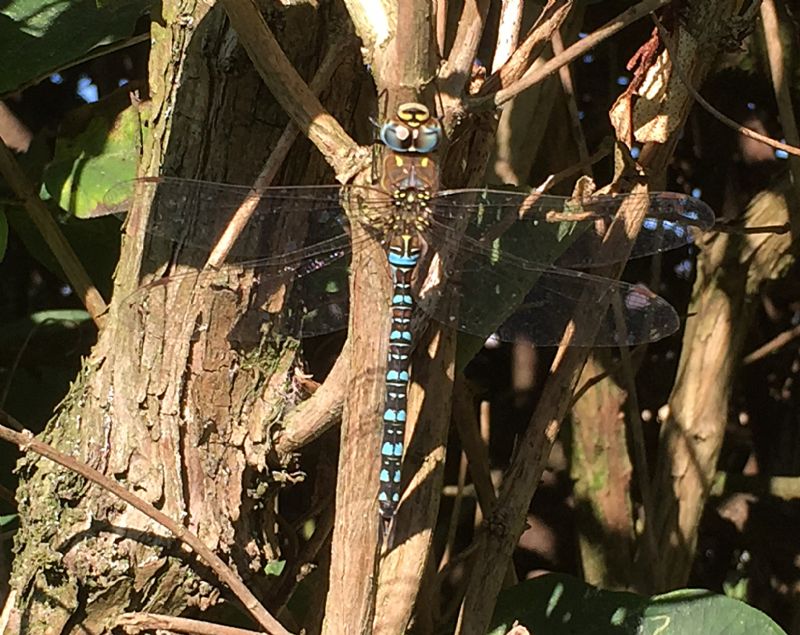 Aeshna mixta, maschio