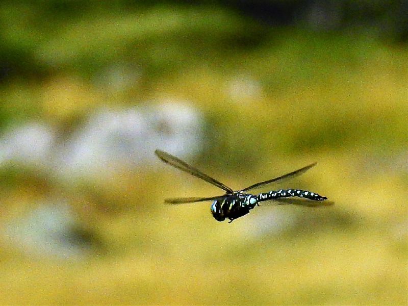 Identificazione...grazie: Aeshna juncea