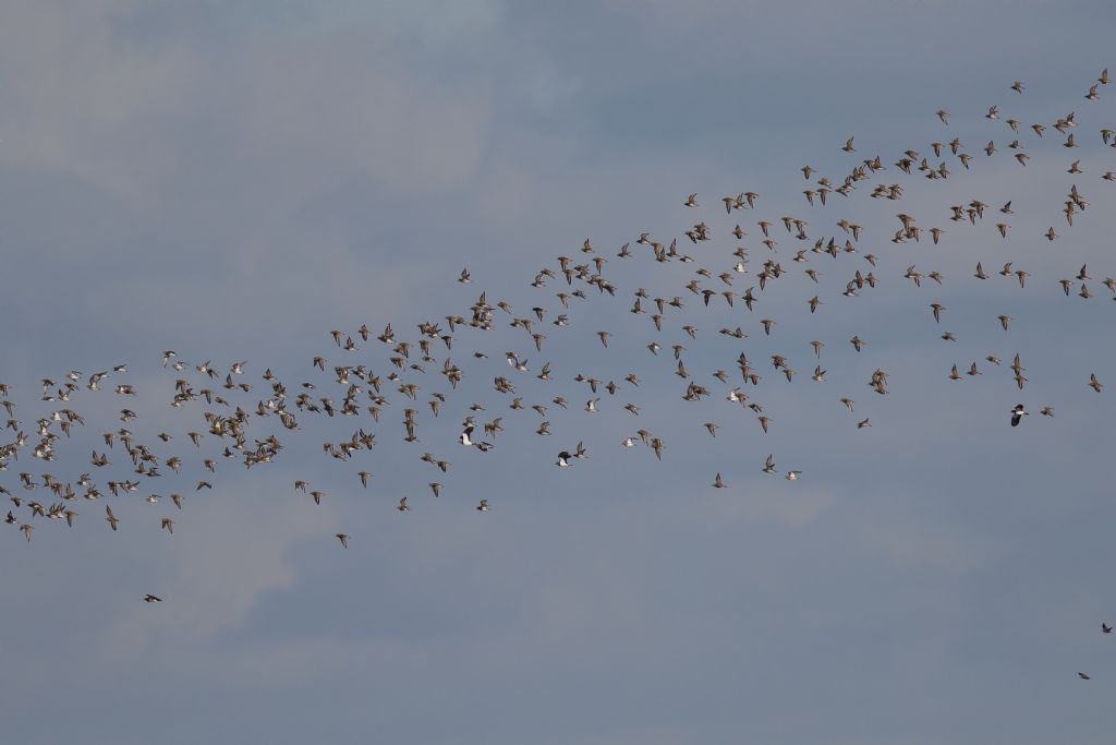 Vabbe'', Olanda ma....che uccelli sono?    Pivieri dorati (Pluvialis apricaria)