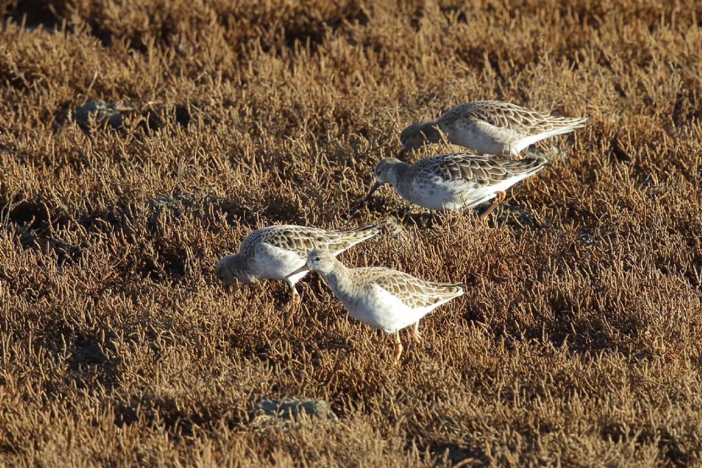 Combattenti (Calidris pugnax)