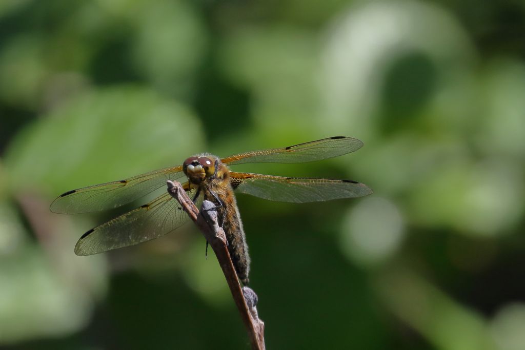 un aiuto per l''identificazione - Libellula quadrimaculata