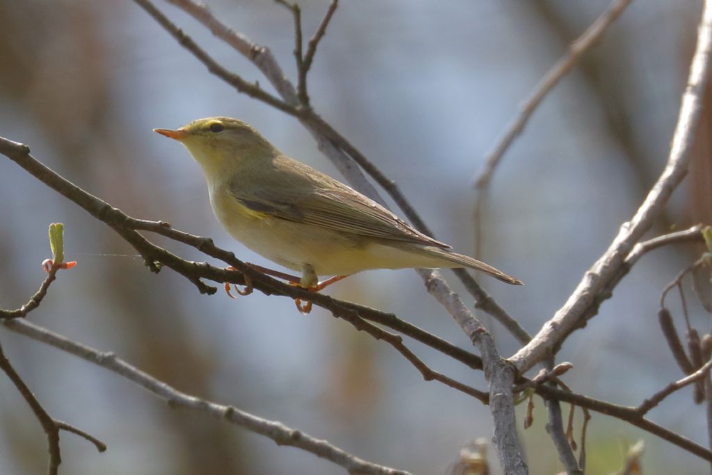 Identificazione Canapino o Lui?  Lu grosso  (Phylloscopus trochilus)