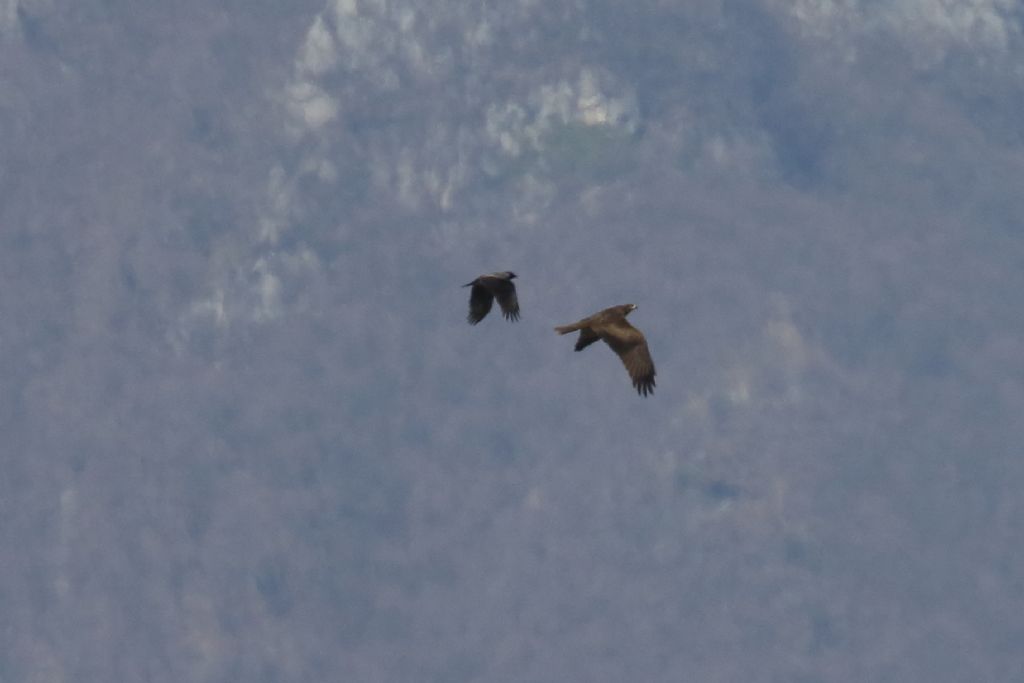 Poiana?  Nibbio bruno  (Milvus migrans) e Poiana (Buteo buteo)