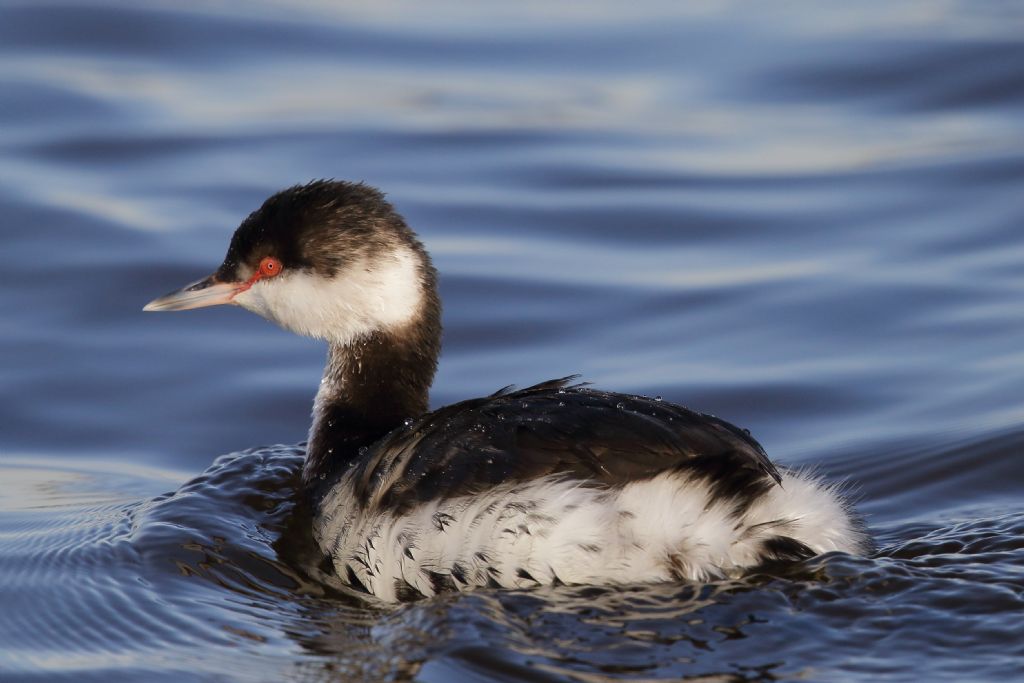 Svasso piccolo o cornuto?    Svasso cornuto (Podiceps auritus)