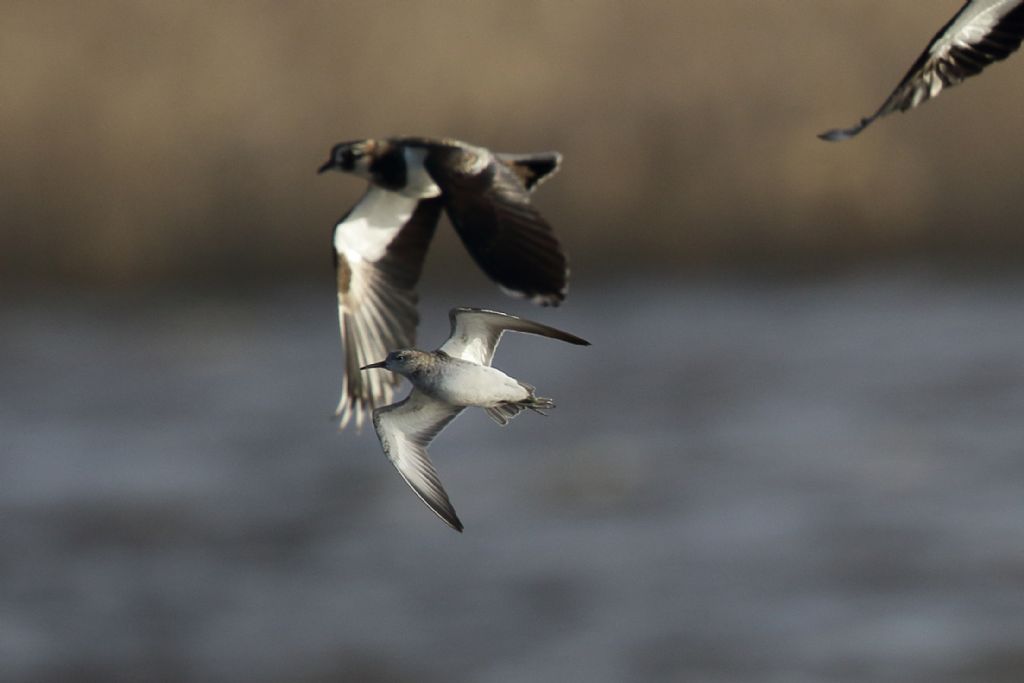 limicolo olandese:  giovane Combattente (Philomachus pugnax) da confermare