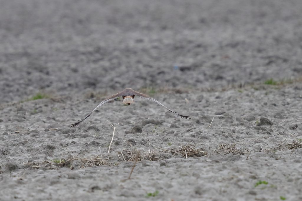 Falco di Palude (Circus aeruginosus) ?  S !