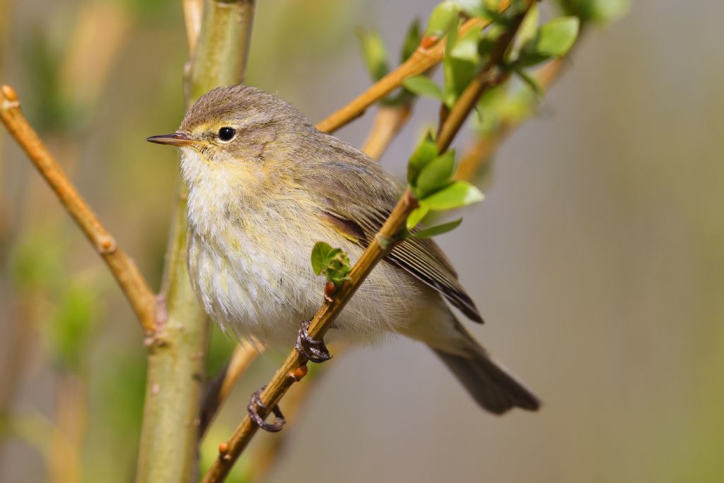 Lui'' piccolo (Phylloscopus collybita)