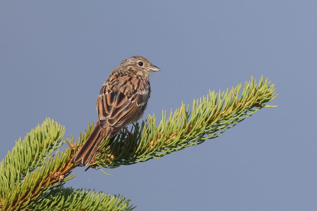 Uccelli sul Monte Avena (BL)