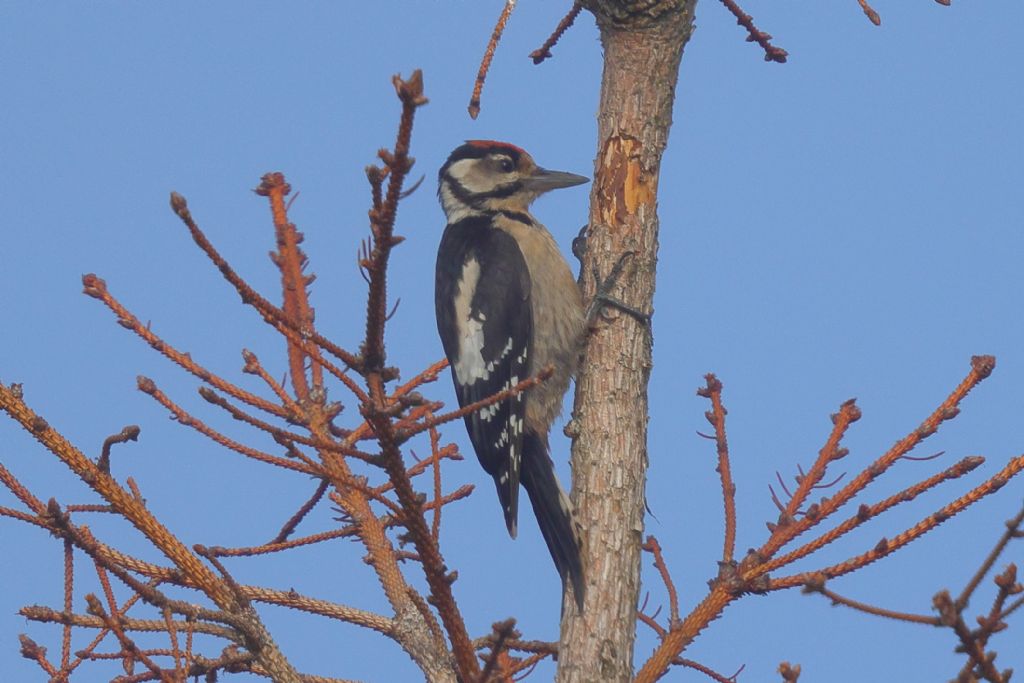 Uccelli sul Monte Avena (BL)