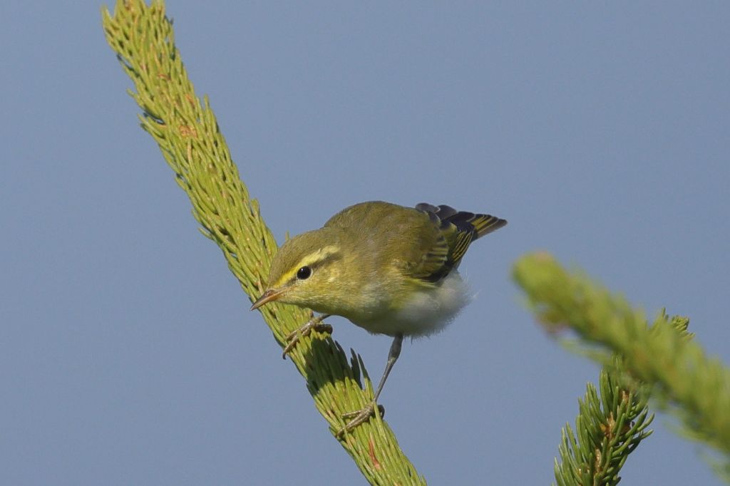 Uccelli sul Monte Avena (BL)