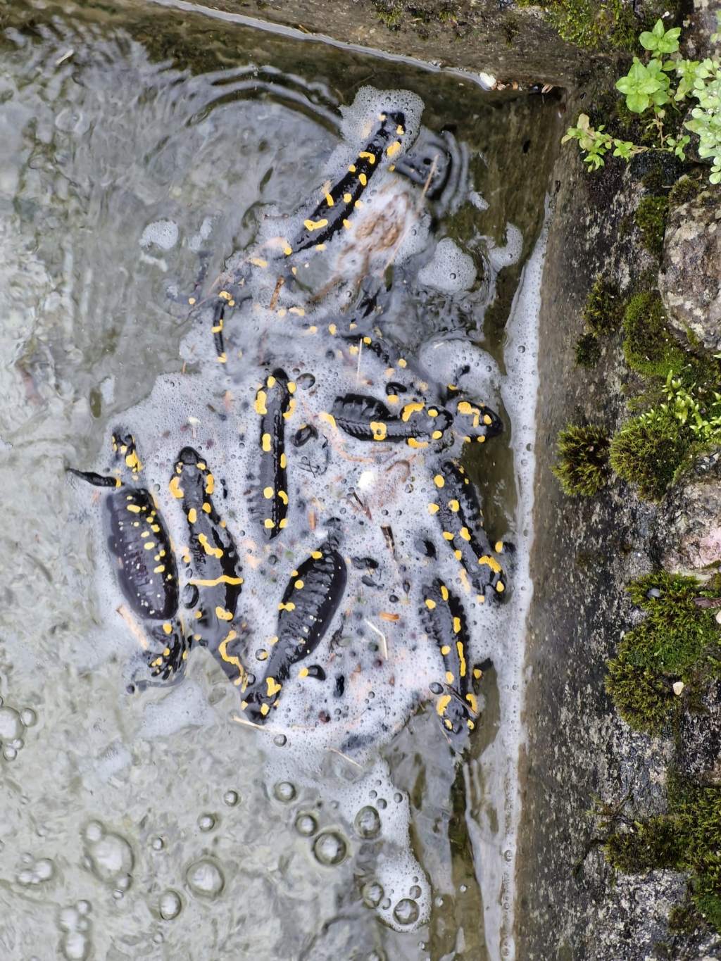 Questo stamattina (salvataggio salamandre)