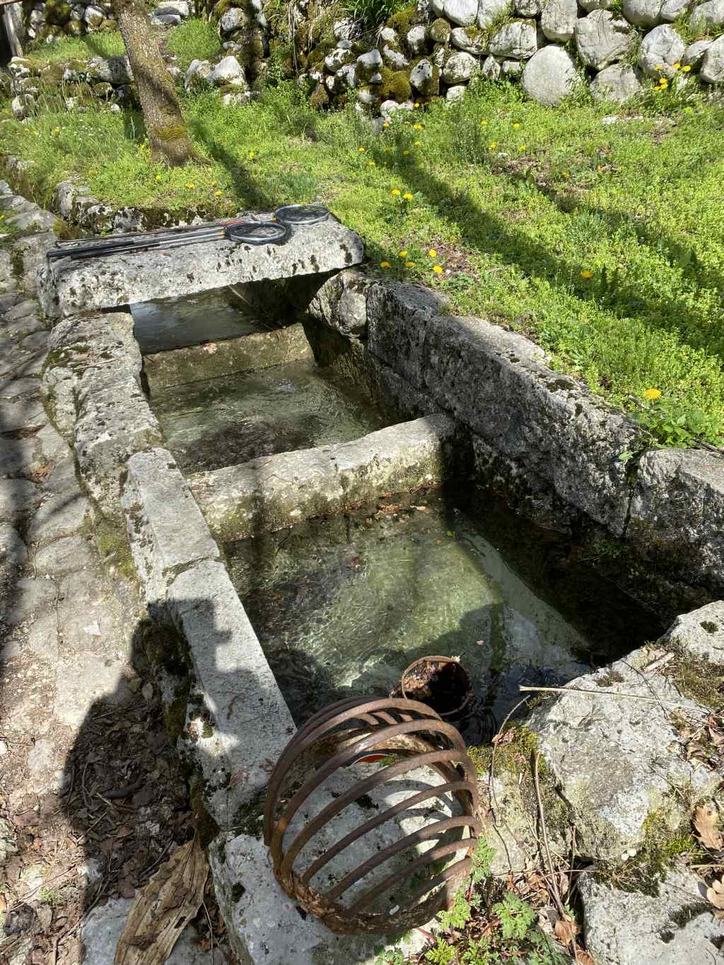 Questo stamattina (salvataggio salamandre)
