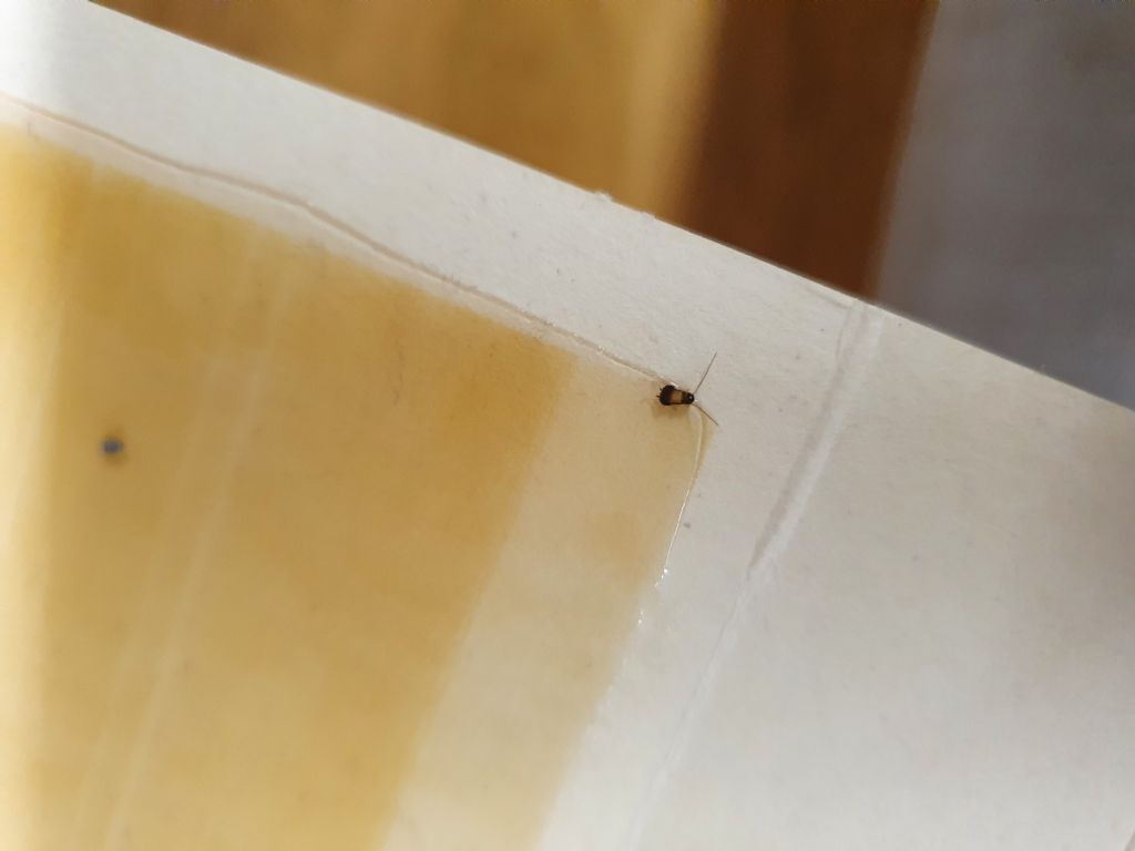 Coleotteri o blatta? Neanide di Blattella germanica