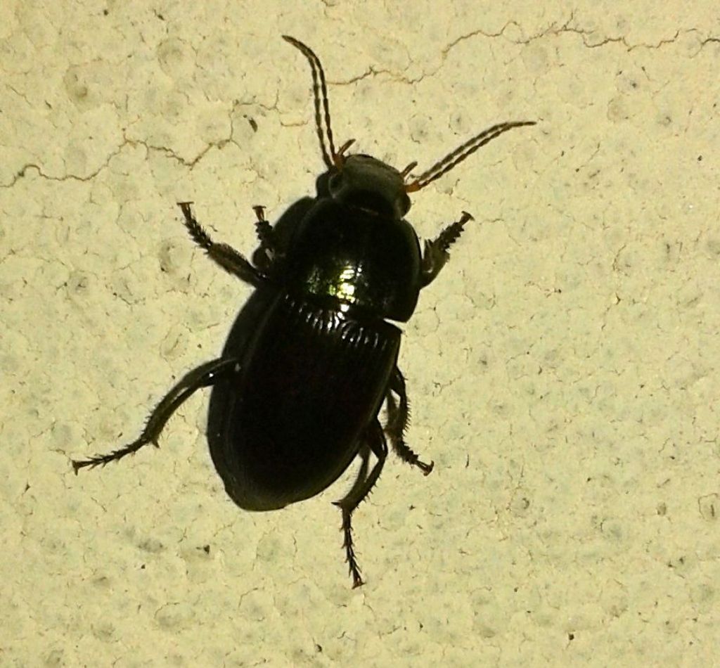 Carabidae ? Ne ho una 