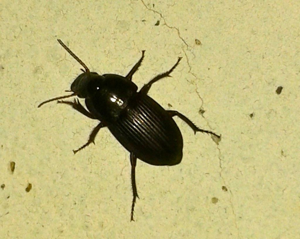 Carabidae ? Ne ho una 