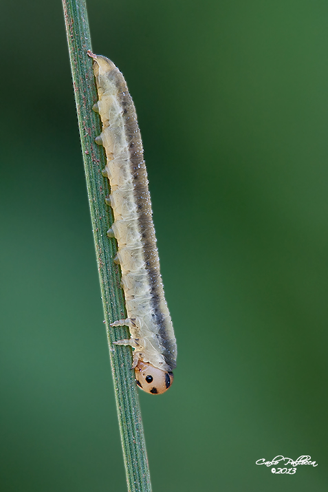 Bruco bianco: larva di Tenthredinidae