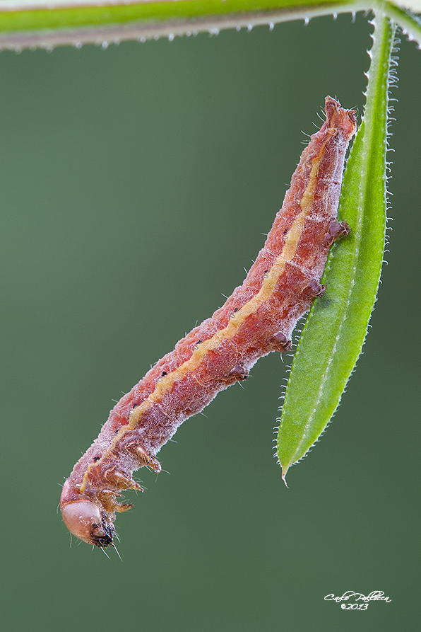 Bruco rosa