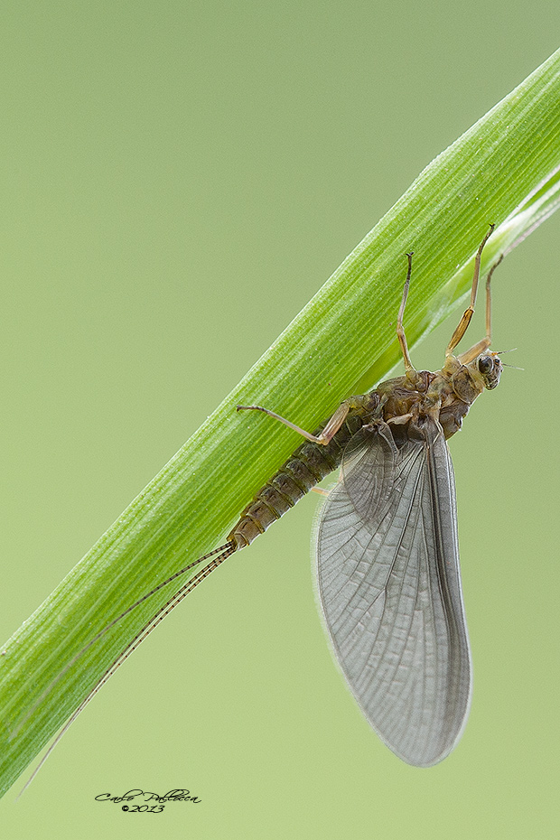 Hephemeroptera....?