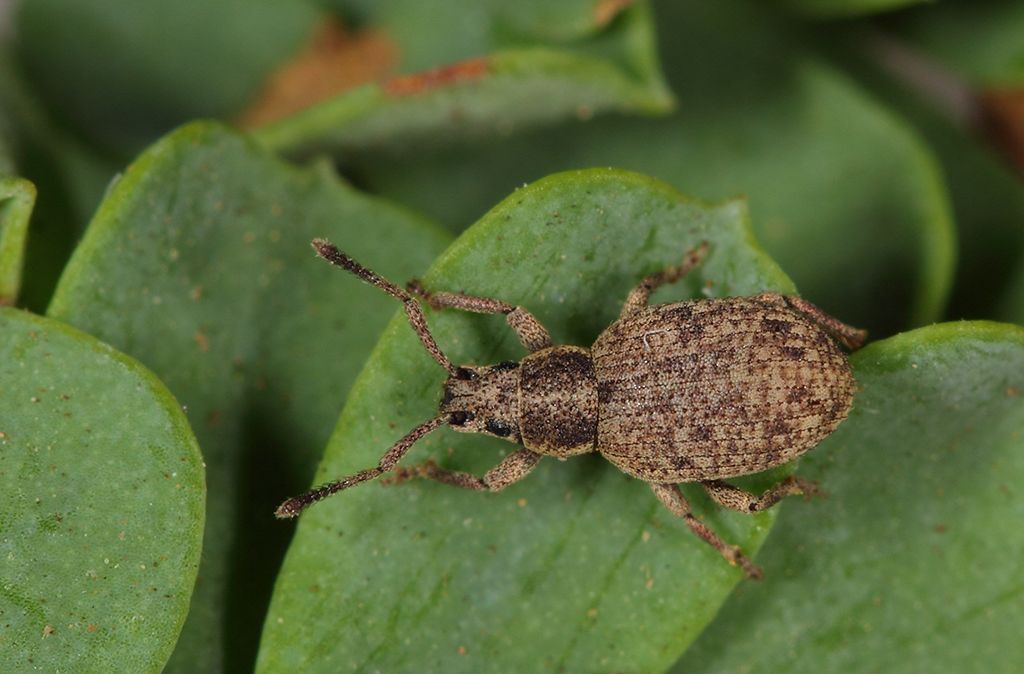 Pseudomeira abbazzii Pierotti & Forbicioni, 2015 - Curculionidae (Isola di Pianosa)