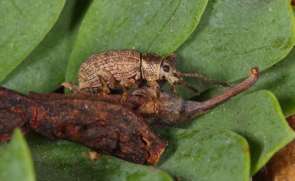 Pseudomeira abbazzii Pierotti & Forbicioni, 2015 - Curculionidae (Isola di Pianosa)