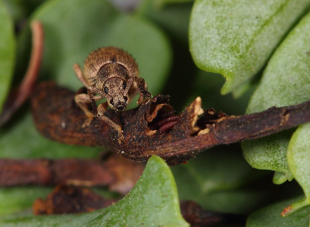 Pseudomeira abbazzii Pierotti & Forbicioni, 2015 - Curculionidae (Isola di Pianosa)