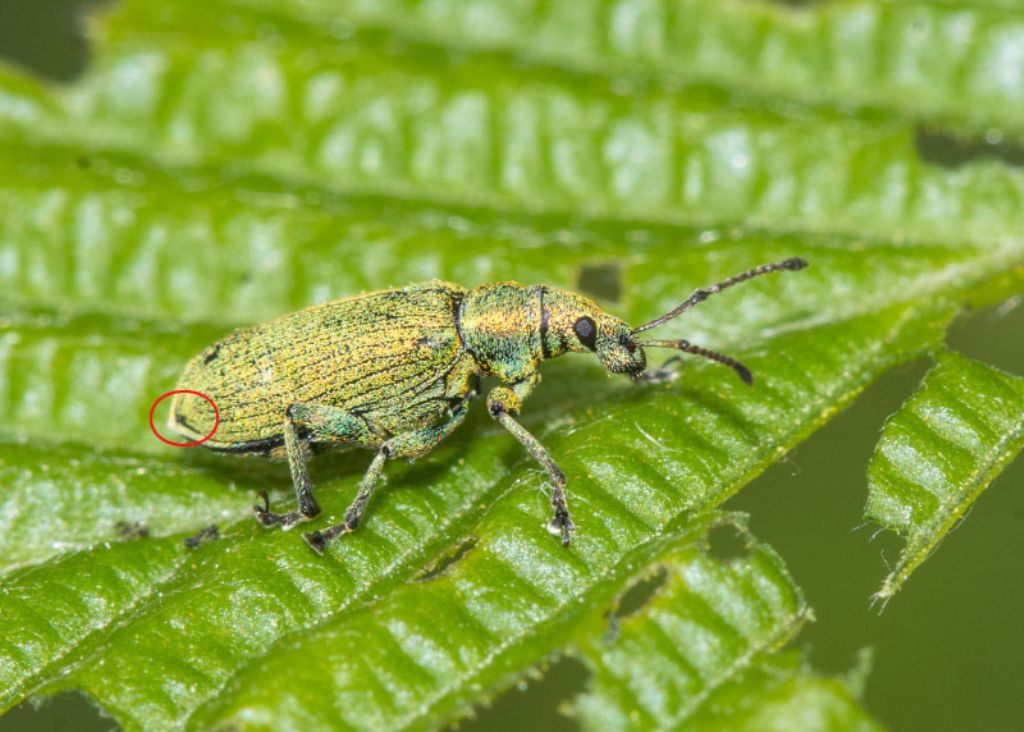 Curculionidae: Phyllobius maculicornis