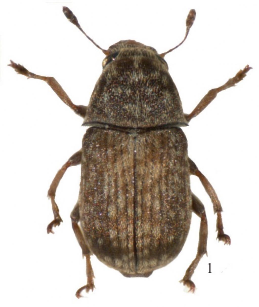 Anthribidae: Eusphyrus sp?  S, Eusphyrus vasconicus