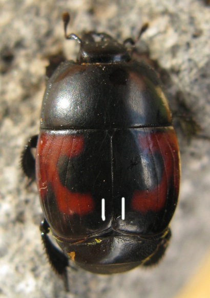Hister quadrimaculatus