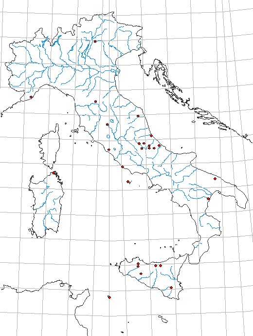 Otiorhynchus aurifer