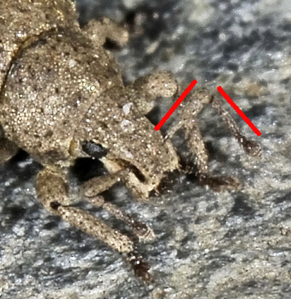 Curculionidae: Romualdius angustisetulus