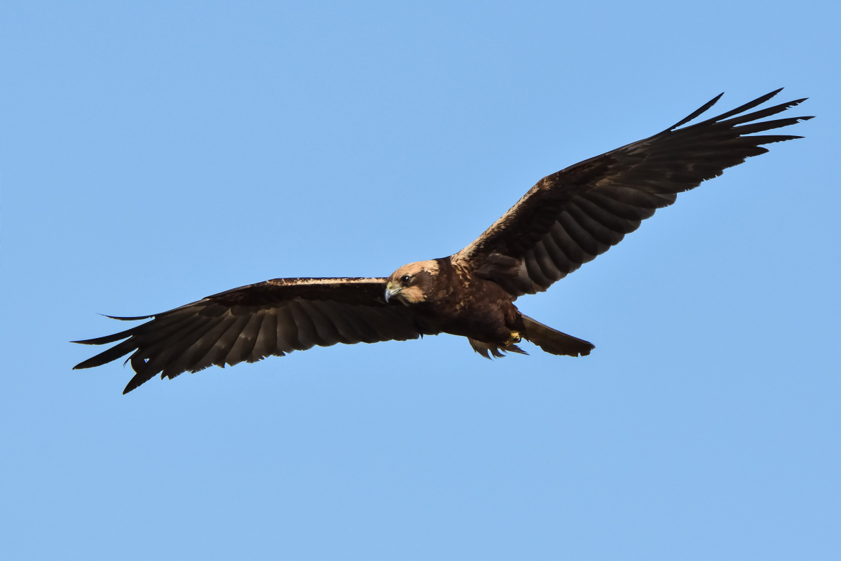 Falco di palude f.