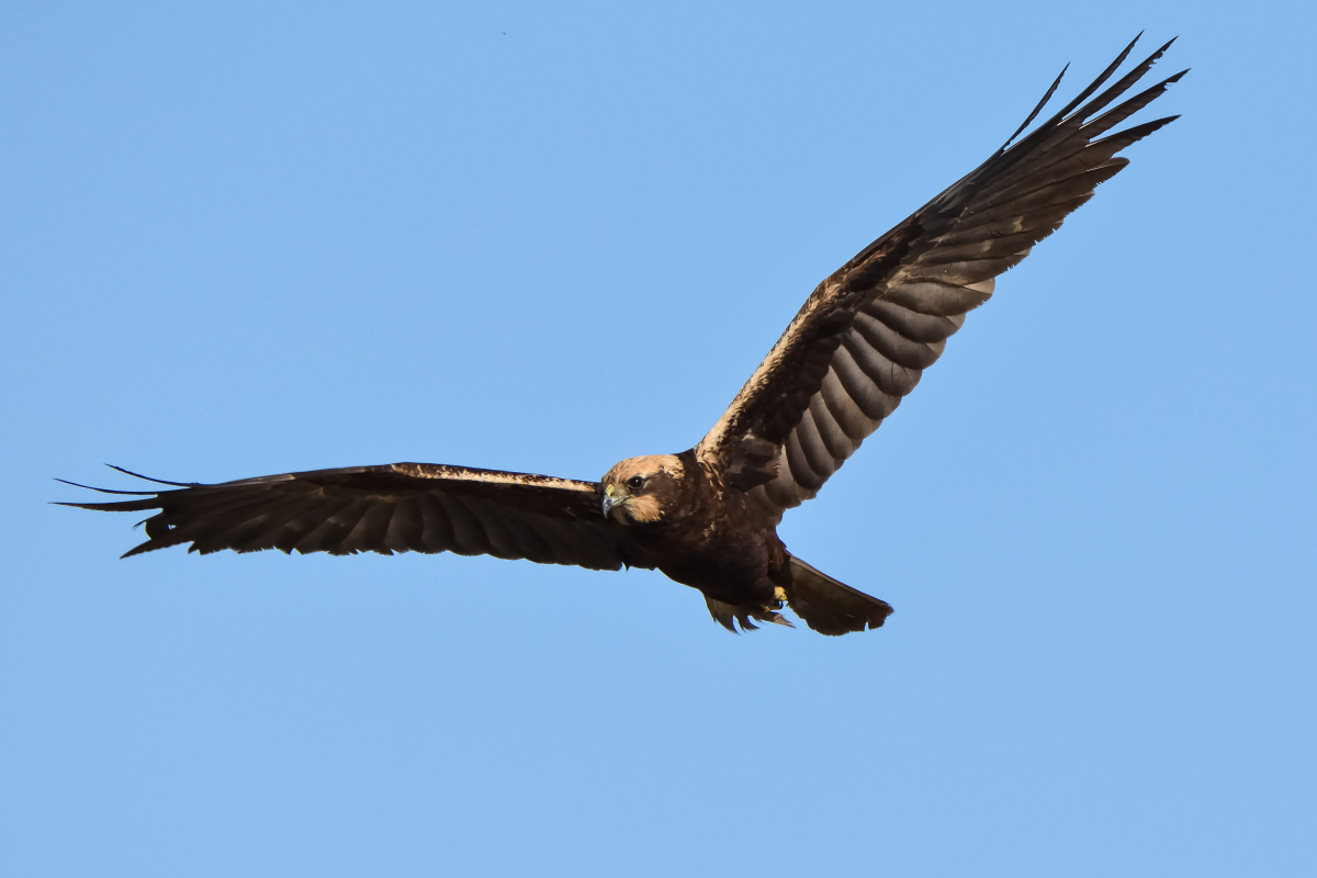 Falco di palude f.