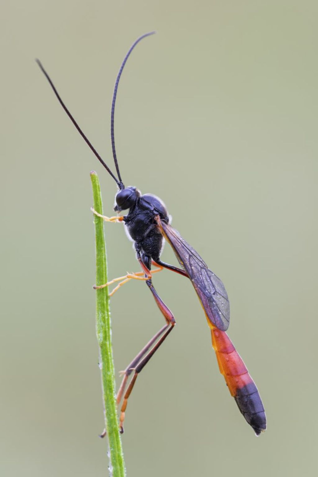 Ichneumonidae Anomaloninae sp.
