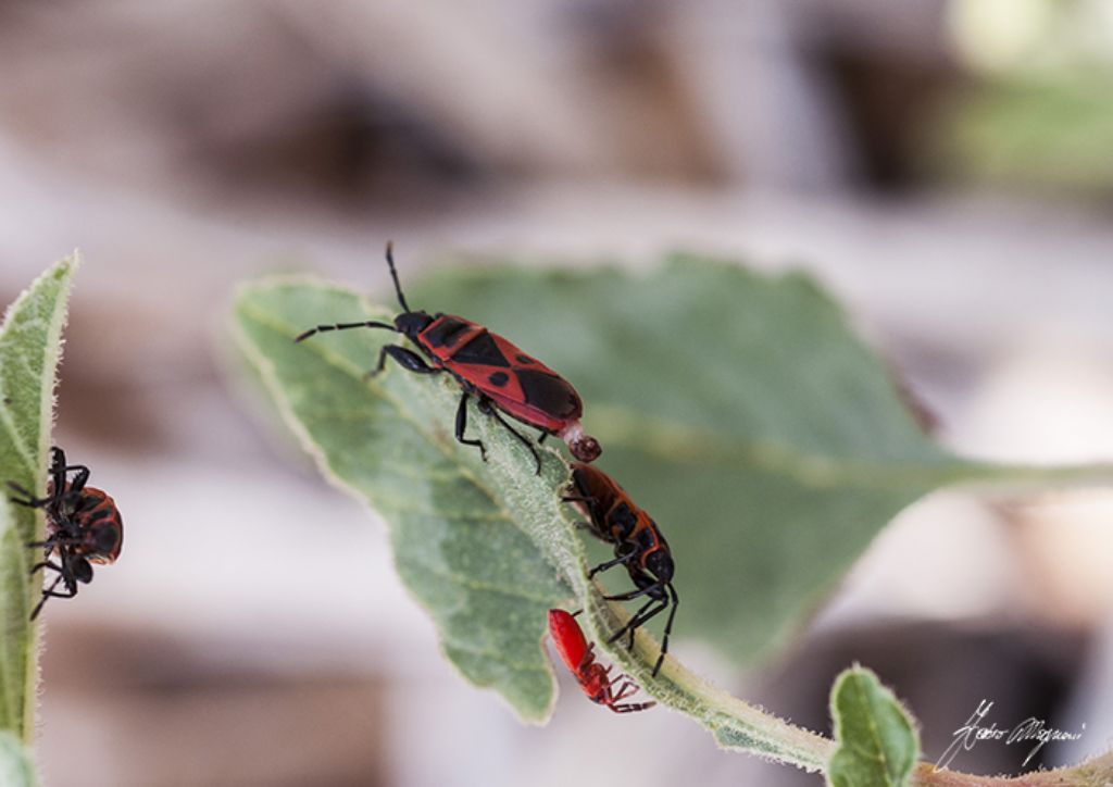 Accoppiamento di Scantius aegyptius (Pyrrhocoridae)