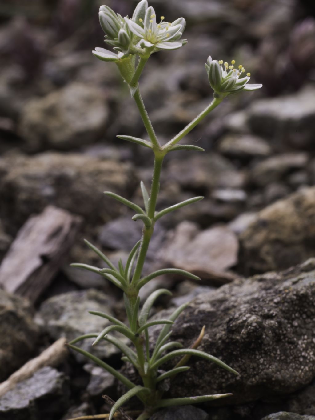 Caryophyllacea dei serpentini: Scleranthus perennis