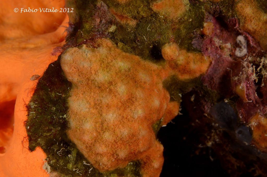 Due tunicati da determinare , Natura Mediterraneo | Forum Naturalistico