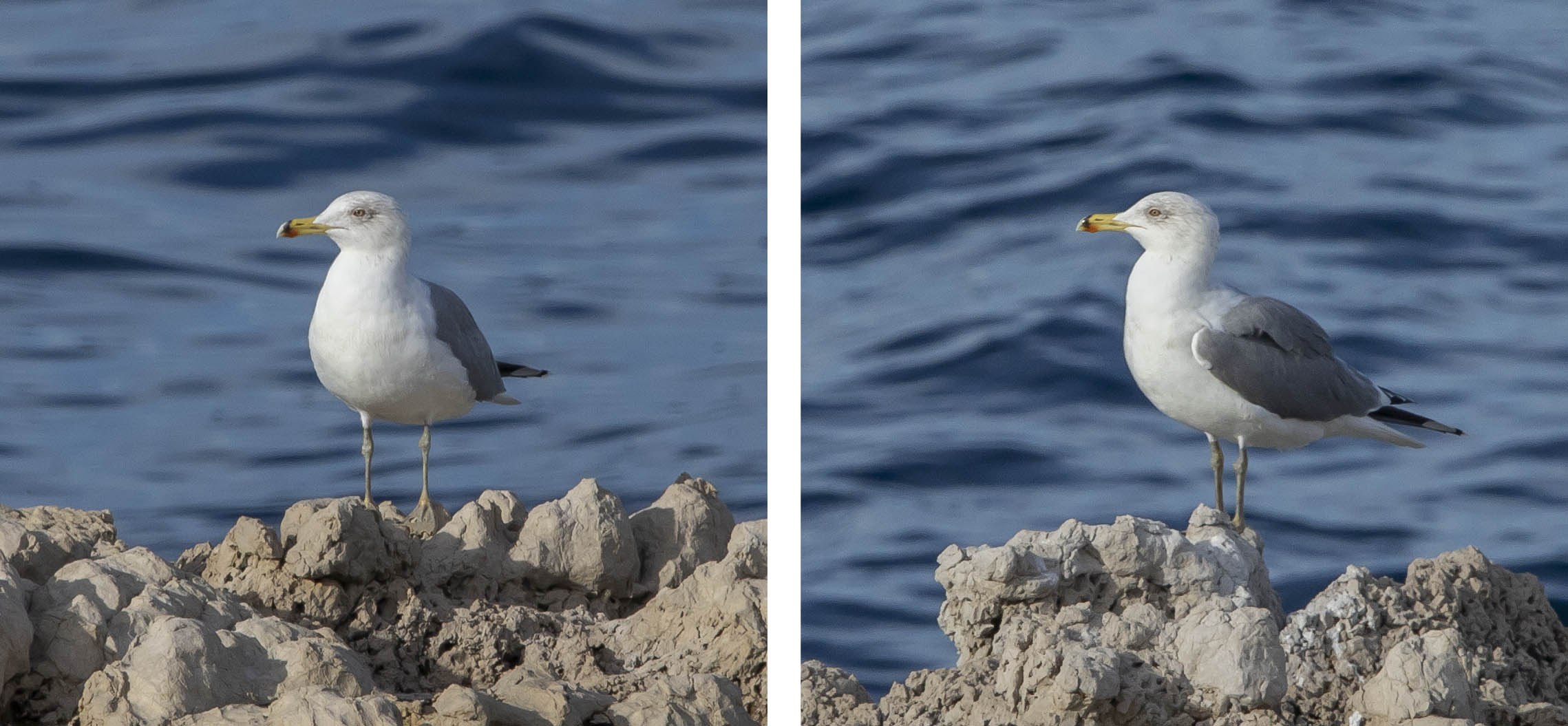 Gabbiano da identificare