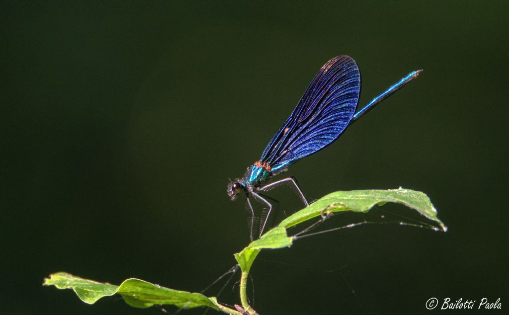 Calopteryx haemorrhoidalis