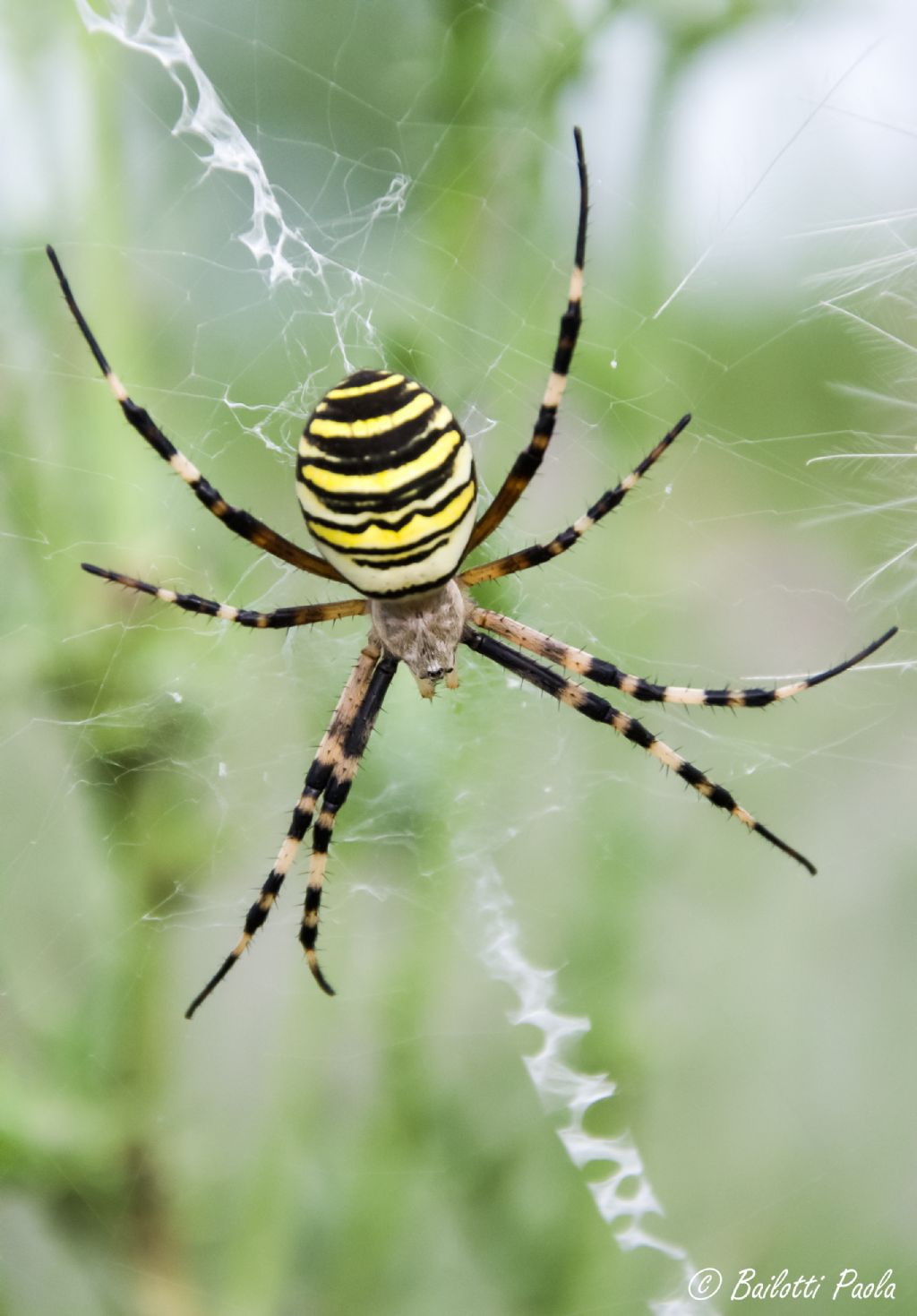 Argiope bruennichi - FEMMINA-