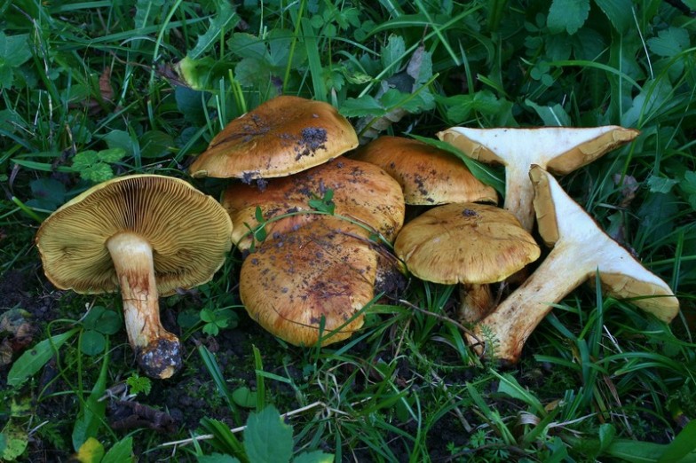 Cortinarius flavoviren?