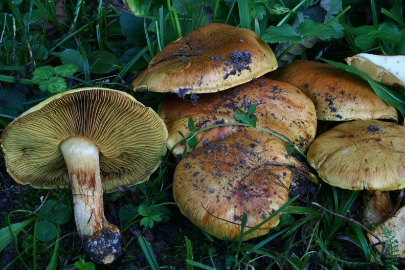 Cortinarius flavoviren?