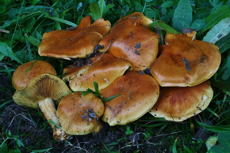 Cortinarius flavoviren?