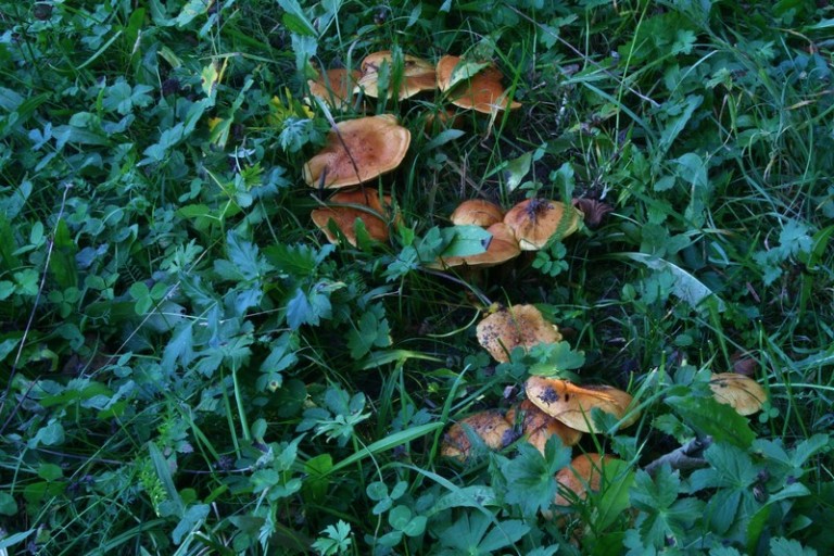 Cortinarius flavoviren?