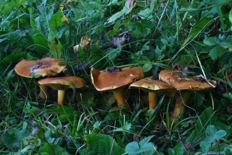 Cortinarius flavoviren?