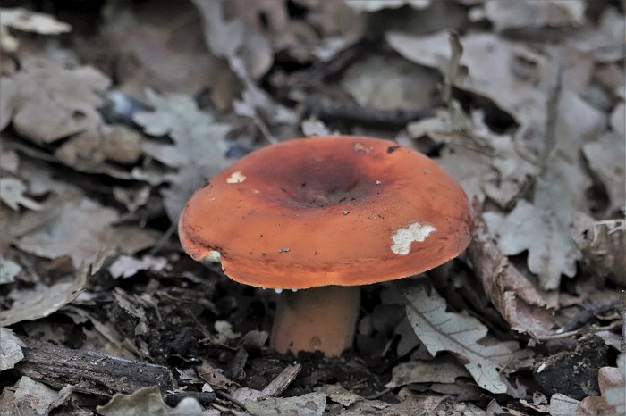 Lactarius da determinare