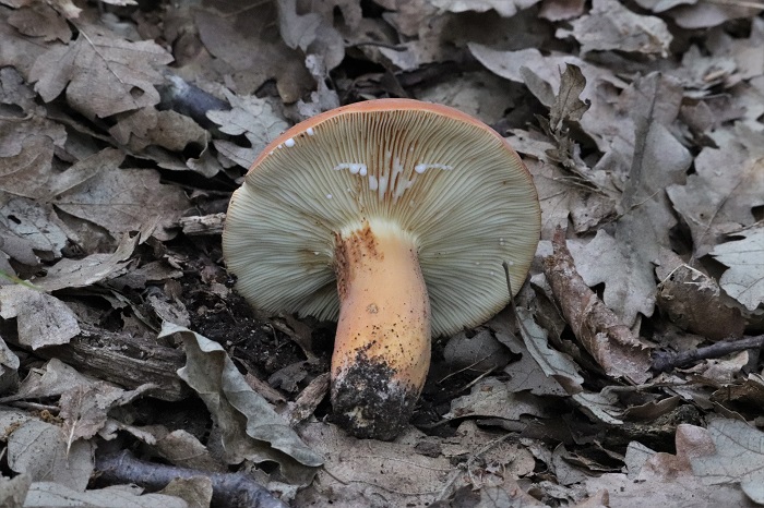 Lactarius da determinare